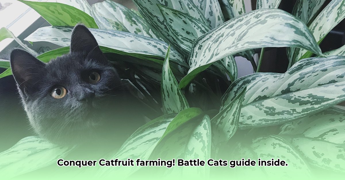 catfruit